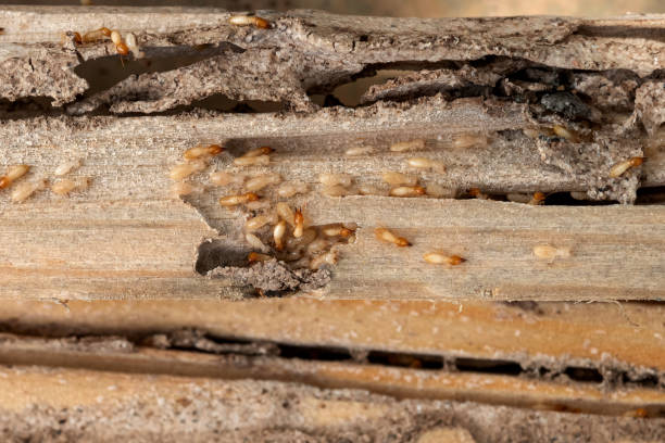 Best Affordable Pest Control Services  in Clawson, MI